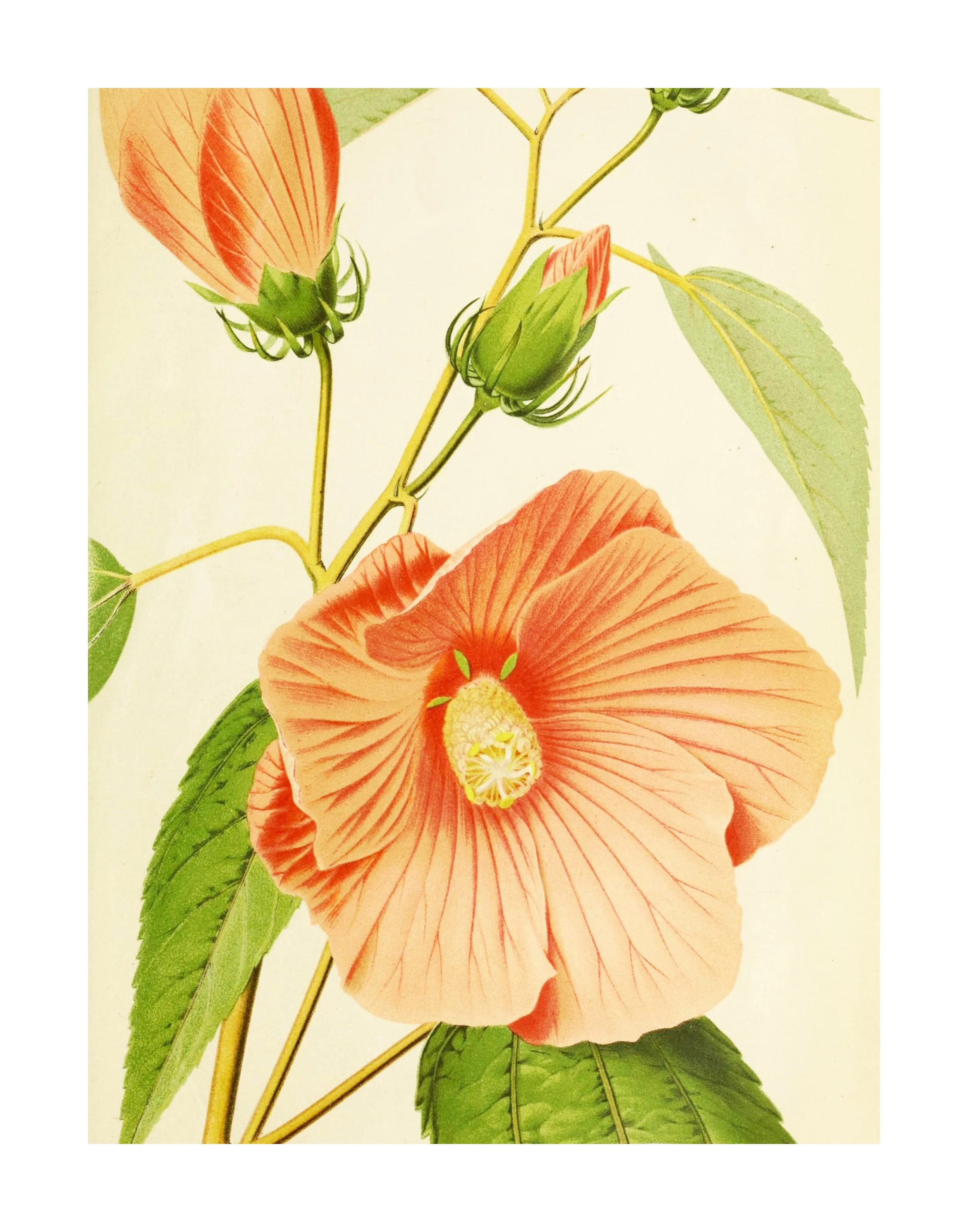 値下FAUNE / Hibiscus Vintage White / 6-8 s-l400.jpg